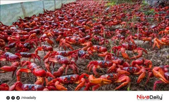 Migration red crabs