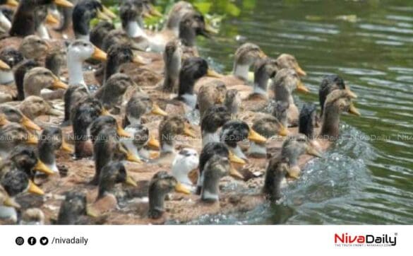 Bird flu confirmed in Kuttanad.