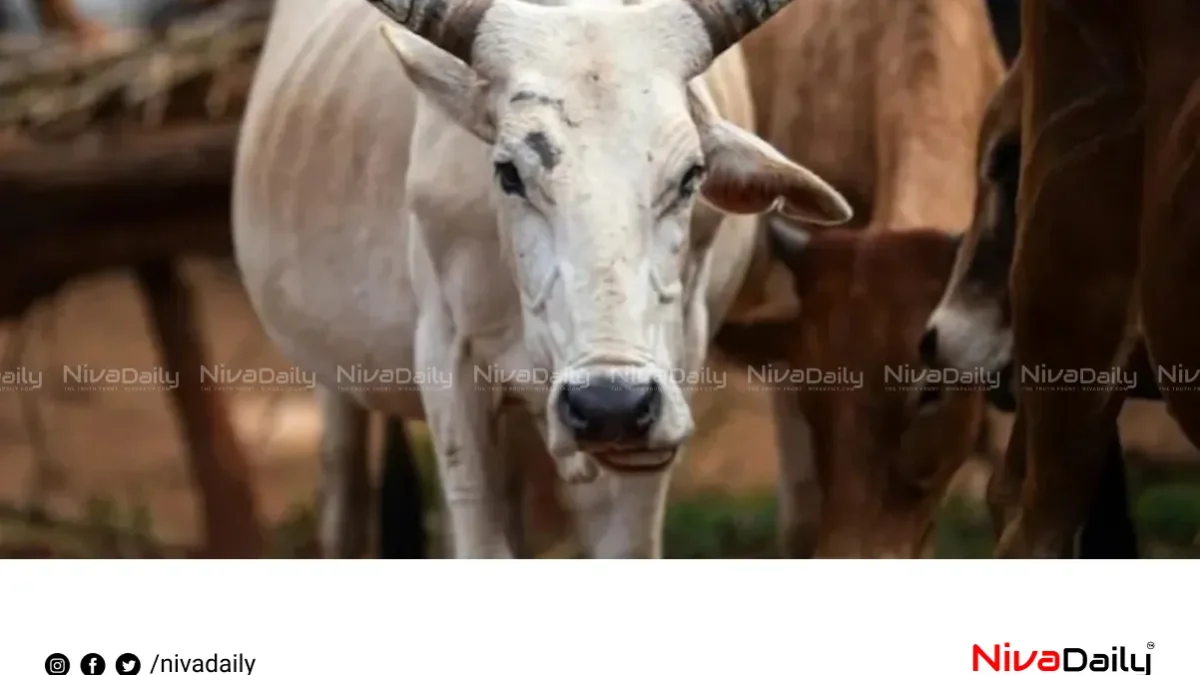 മഹാരാഷ്ട്രയിൽ നാടൻ പശുക്കൾക്ക് ‘രാജ്യമാതാ-ഗോമാതാ’ പദവി; സബ്സിഡി പദ്ധതിയും പ്രഖ്യാപിച്ചു